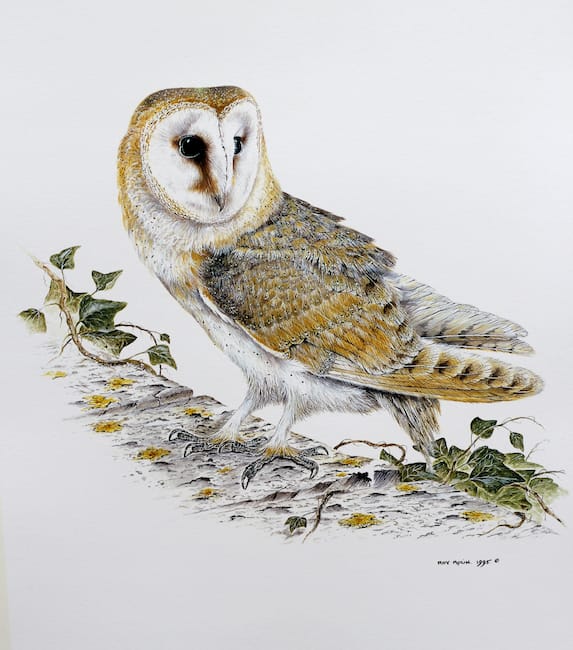 Barn Owl painting by Roy Aplin