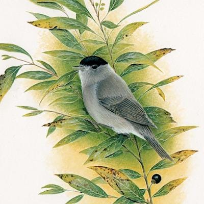 painting of a Blackcap by Roy Aplin
