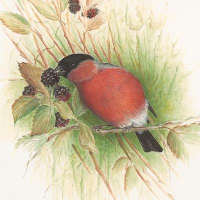 painting of a Bullfinch on Blackberries by Roy Aplin