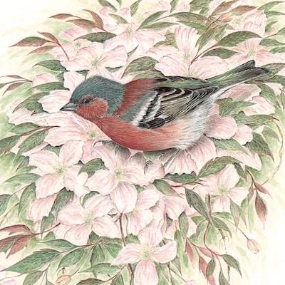 painting of a Chaffinch on Clematis by Roy Aplin