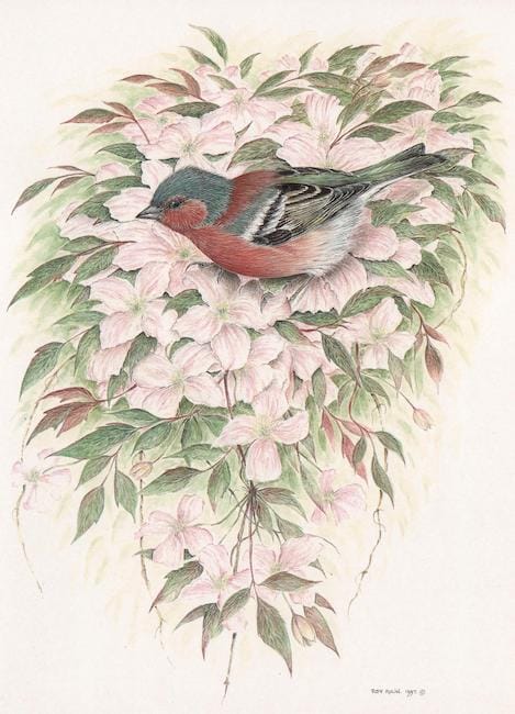 Chaffinch on Clematis painting by Roy Aplin