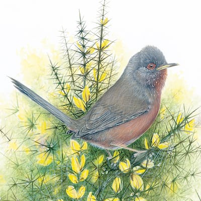 watercolour/gouache painting of a dartford warbler by Roy Aplin