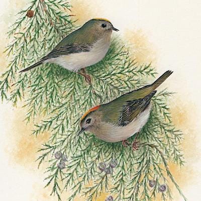 painting of Goldcrests by Roy Aplin