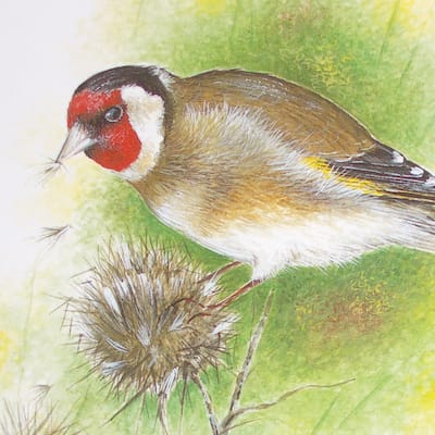 watercolour and gouache painting of a goldfinch on a thistle by Roy Aplin