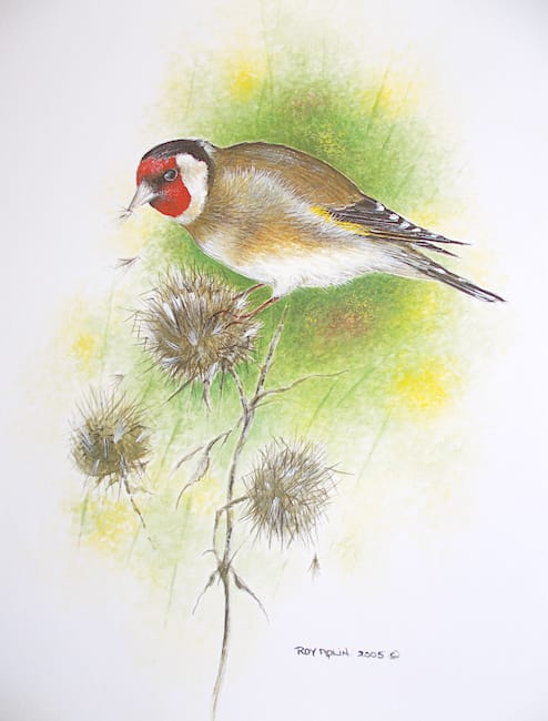 Goldfinch on Thistle painting by Roy Aplin