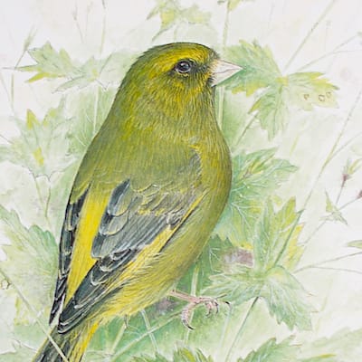 watercolour and gouache painting of a greenfinch on cranesbill by Roy Aplin