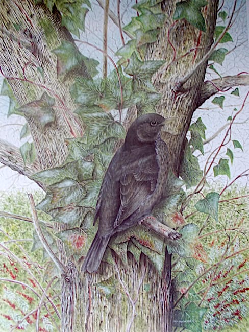 Hen Blackbird painting by Roy Aplin