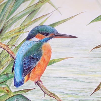 painting of a Kingfisher by Roy Aplin