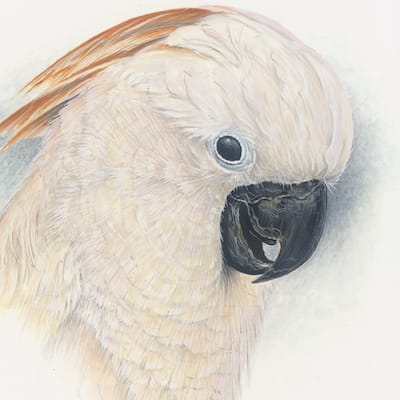watercolour and gouache painting of a Moluccan Cockatoo by Roy Aplin
