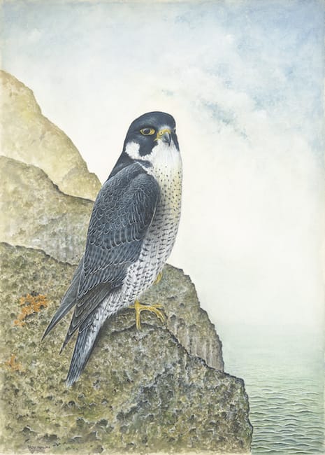 Peregrine Falcon painting by Roy Aplin