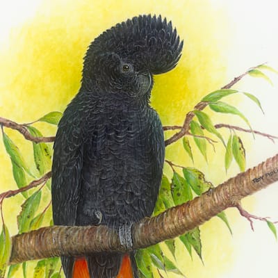 acrylic painting of a Red-Tailed Black Cockatoo by Roy Aplin