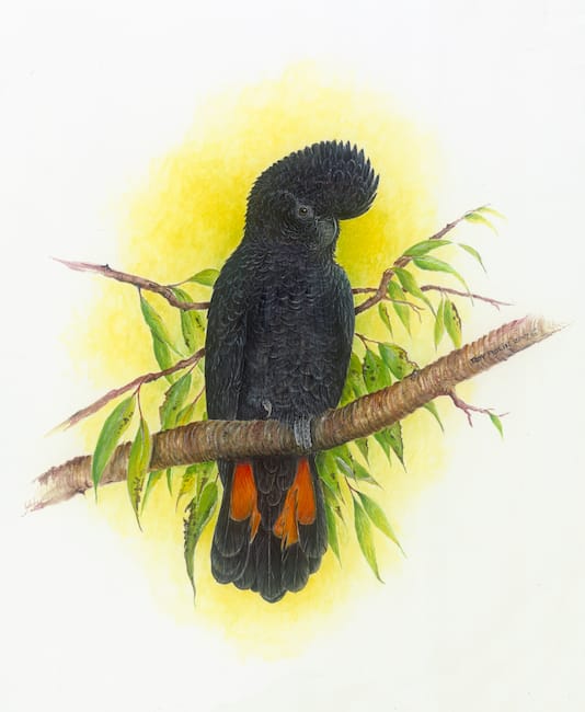 Red-Tailed Black Cockatoo painting by Roy Aplin