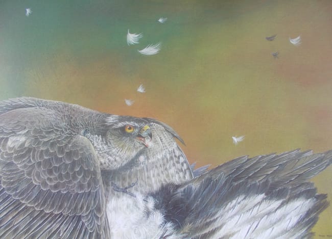 Sparrowhawk painting by Roy Aplin