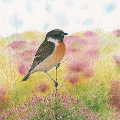 painting of a Stonechat by Roy Aplin