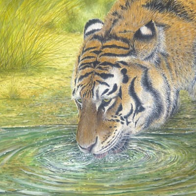 acrylic painting of a Tiger by Roy Aplin